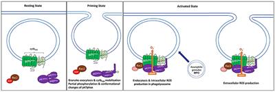 Neutrophils to the ROScue: Mechanisms of NADPH Oxidase Activation and Bacterial Resistance